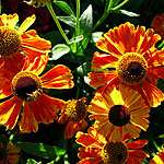 Helenium - Waldtraut - Sneezewort - 2nd Image