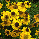 Helenium autumnale - Wyndley - Sneezewort