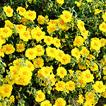 Helianthemum Ben Fhada - Rock Rose