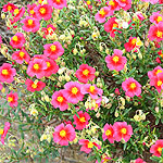 Helianthemum Ben Ledi - Rock Rose