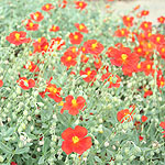 Helianthemum chocolate blotch - Rock Rose