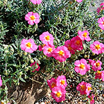 Helianthemum Georgeham