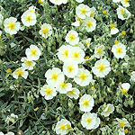 Helianthemum The Bride - Rock Rose