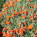 Helianthemum Welsh Flame - Rock Rose