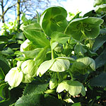 Helleborus argutifolius - Corsican Hellebore, Helleborus