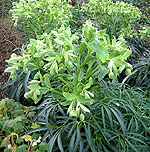 Helleborus feotidus - Stinking Hellebore,  Helleborus