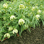 Helleborus multifidus - Hellebore, Helleborus