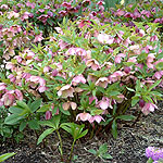 Helleborus orientalis - Christmas Rose, Helleborus