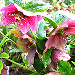 Helleborus orientalis - Red Lady - Helleborus, Orientalis hybrid hellebore