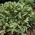 Helleborus argutifolius - Silver Lace - Hellebore, Helleborus - 2nd Image