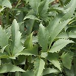 Helleborus argutifolius - Silver Lace - Hellebore, Helleborus