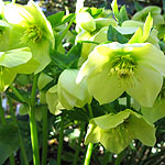 Helleborus X hybridus - hybrid hellebore, Helleborus