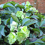 Helleborus X sternii - Hellebore, Helleborus