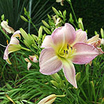 Hemerocallis - Catherine Woodberry - Daylily