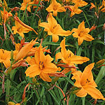 Hemerocallis - Burning Daylight - Day Lily