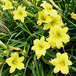 Hemerocallis - Green Flutter - Day Lily