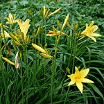 Hemerocallis lilio-asphodelus - Day Lily