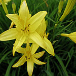 Hemerocallis lilio-asphodelus - Day Lily - 3rd Image