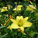 Hemerocallis - Marion Vaughn - Day Lily