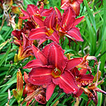Hemerocallis - Oriental Ruby - Day Lily