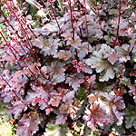 Heuchera - Chocolate Ruffles - 2nd Image