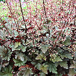 Heuchera - Chocolate Ruffles