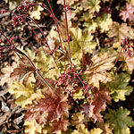 Heuchera - Ginger Ale