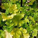 Heuchera - Key Lime Pie - Coralbells