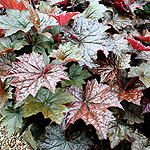 Heuchera micrantha - Palace Purple - Alum Root