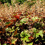 Heuchera micrantha - Palace Purple - Alum Root - 2nd Image