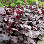 Heuchera - Plum Pudding