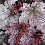 Heuchera - Plum Pudding - 3rd Image