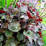 Heuchera - Rachel - Coralbells