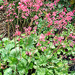 Heuchera - Red Spangles - Coralbells