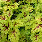 Heuchera - Stop Light