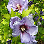 Hibiscus syriacus - Oiseau Bleu - Cotton Rose