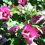 Hibiscus syriacus - Pink Giant - Cotton Rose