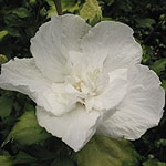 Hibiscus syriacus - White Chiffon