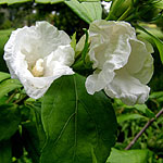 Hibiscus syriacus - W.R.Smith - Cotton Rose