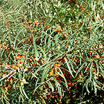 Hippophae ramnoides - Sea Buckthorn, Hippophae