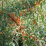 Hippophae ramnoides - Sea Buckthorn, Hippophae - 2nd Image