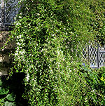 Hoheria angustifolia - Lacebark, Hoheria - 2nd Image