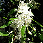 Hoheria angustifolia - Lacebark, Hoheria - 3rd Image