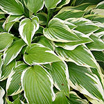 Hosta - Antioch