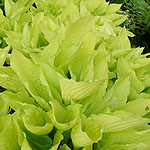 Hosta fortunei - Aurea - Plantain Lily - 2nd Image