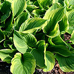 Hosta fortunei - Aureomarginata