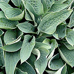 Hosta - Brother Ronald