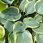 Hosta - First Frost