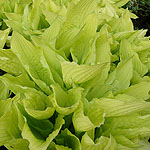 Hosta fortunei - Aurea - Plantain Lily