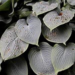 Hosta - Hapsden Blue